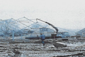 Bilde av Strand Gartneri